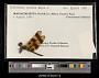 Celithemis eponina