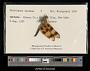Celithemis eponina