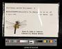 Celithemis martha