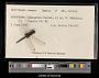Celithemis ornata