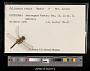 Celithemis ornata