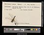 Celithemis ornata