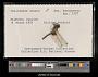 Celithemis ornata