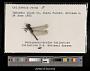 Celithemis verna