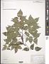 Celtis australis L.