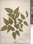 Celtis occidentalis L.