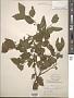 Celtis occidentalis L.