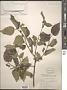 Celtis occidentalis L.