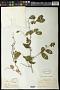 Celtis sp.