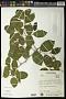 Celtis sp.