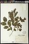 Celtis sp.