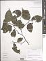 Celtis sp.