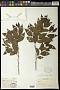 Celtis sp.