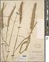 Cenchrus multiflorus C. Presl
