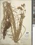 Centaurea cyanus L.