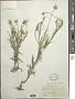 Centaurea cyanus L.