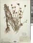 Centaurea cyanus L.