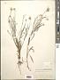 Centaurea cyanus L.