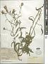 Centaurea jacea L.
