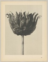 Centaurea ruthenica