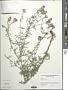 Centaurea stoebe L.