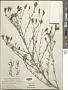 Centaurea stoebe L.