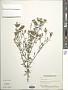 Centaurea stoebe L.