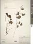 Centella asiatica (L.) Urb.