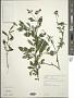 Centratherum punctatum Cass.
