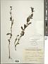 Centratherum punctatum Cass.