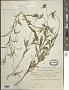 Centratherum punctatum Cass.