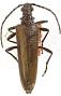 Centrodera decolorata lacustris