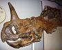 Centrosaurus apertus (Lambe, 1904)