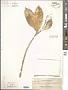 Centrostemma multiflorum (Blume) Decne.