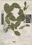 Cephaelis sessilifolia Standl.
