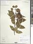 Cephalanthus occidentalis L.
