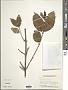 Cephalanthus occidentalis L.