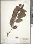 Cephalanthus occidentalis L.