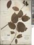 Cephalanthus occidentalis L.
