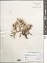 Ceramium arborescens
