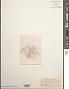 Ceramium diaphanum var. obscura, ined., 7/2023