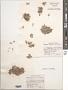 Ceramium sp.
