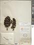 Ceratozamia microstrobila Vovides
