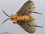 Ceratulus spectabilis