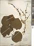 Cercis canadensis L.