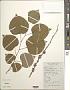 Cercis chinensis Bunge
