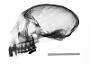 Cercopithecus albogularis kolbi