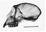 Cercopithecus albogularis kolbi