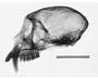 Cercopithecus albogularis kolbi