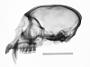 Cercopithecus cephus cephodes